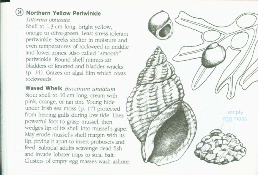 LIFE ON INTERTIDAL ROCKS: a guide to marine life of the rocky North Atlantic coast. nasg5406j
